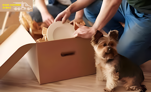 Pet Relocation Services for Villa Owners